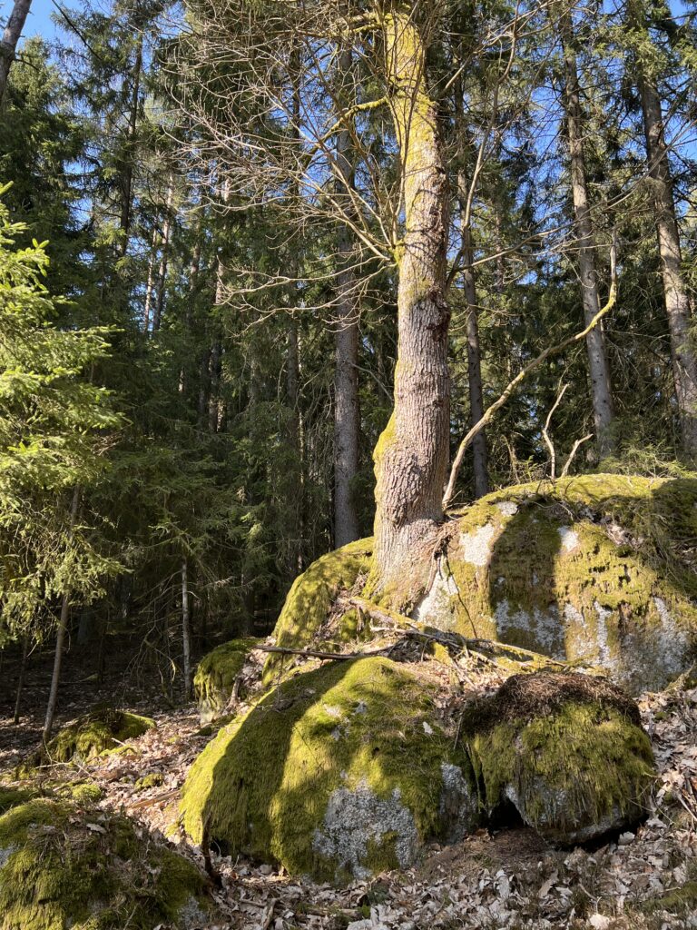 Waldbrände in Brandenburg – auch bei uns ist es viel zu trocken